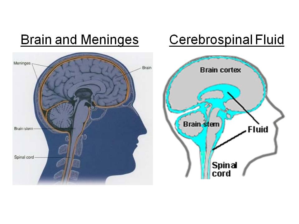 Brain and Meninges.jpg