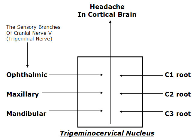 trigeminal Nerve diagram.jpg