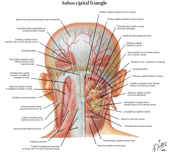 Muscles that can contribute to headaches in the CranioCervical Junction.jpg